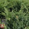 Juniperus Chinensis 'Blaauw' -Perfect Greenery JUNI T58035 A