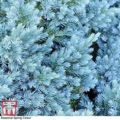 Juniperus Chinensis 'Blaauw' -Perfect Greenery JUNI T58035 C1