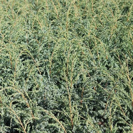 Juniperus Chinensis 'Blue Alps' 3 Juniperus Chinensis 'Blue Alps'
