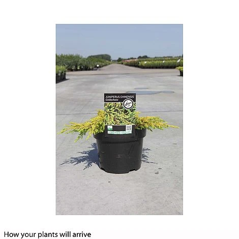 Juniperus Chinensis 'Goldschatz' 4 Juniperus Chinensis 'Goldschatz' - Image 2