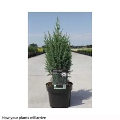 Juniperus Chinensis 'Stricta' -Perfect Greenery JUNI T66271 A h