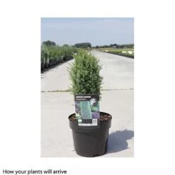 Juniperus Communis 'Compressa' -Perfect Greenery JUNI T66273 A h