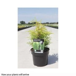 Juniperus Communis 'Gold Cone' -Perfect Greenery JUNI T66274 B h