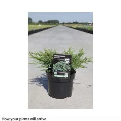 Juniperus Communis 'Repanda' -Perfect Greenery JUNI T66277 B h