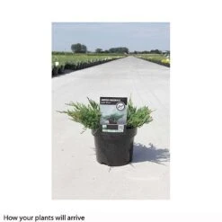 Juniperus Horizontalis 'Jade River' -Perfect Greenery JUNI T66286 B h