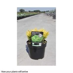 Juniperus Horizontalis 'Lime Glow' -Perfect Greenery JUNI T66287 B h