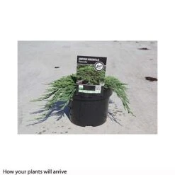 Juniperus Horizontalis 'Pancake' -Perfect Greenery JUNI T66288 A h