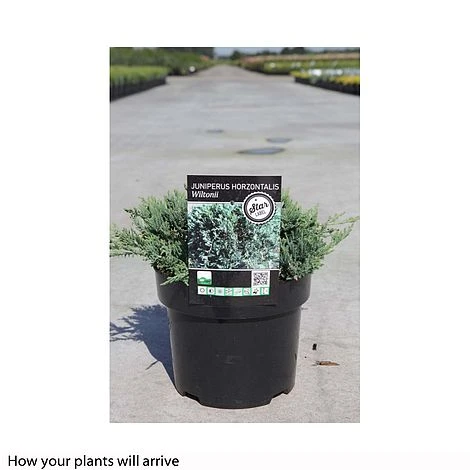 Juniperus Horizontalis 'Wiltonii' 4 Juniperus Horizontalis 'Wiltonii' - Image 2