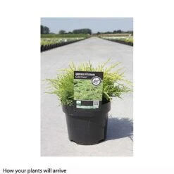 Juniperus X Pfitzeriana 'Gold Coast' 5 Juniperus X Pfitzeriana 'Gold Coast' -Perfect Greenery JUNI T66293 B h