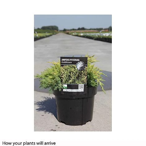 Juniperus X Pfitzeriana 'Goldkissen' 4 Juniperus X Pfitzeriana 'Goldkissen' - Image 2