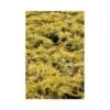 Juniperus X Pfitzeriana 'King Of Spring' -Perfect Greenery JUNI T66296 A h