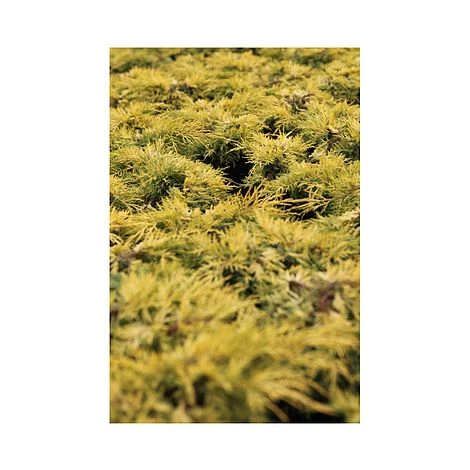 Juniperus X Pfitzeriana 'King Of Spring' 3 Juniperus X Pfitzeriana 'King Of Spring'