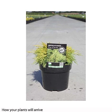 Juniperus X Pfitzeriana 'King Of Spring' 4 Juniperus X Pfitzeriana 'King Of Spring' - Image 2