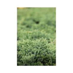 Juniperus Procumbens 'Nana' -Perfect Greenery JUNI T66299 A h