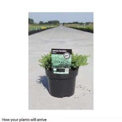 Juniperus Procumbens 'Nana' -Perfect Greenery JUNI T66299 B h
