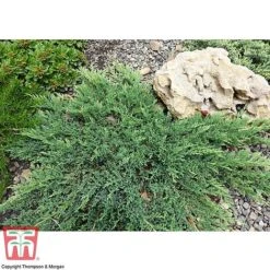 Juniperus Procumbens 'Nana' -Perfect Greenery JUNI T66299 C