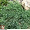 Juniperus Procumbens 'Nana' -Perfect Greenery JUNI T66299 D1