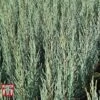 Juniperus Scopulorum 'Blue Arrow' -Perfect Greenery JUNI T66303 A