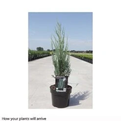 Juniperus Scopulorum 'Blue Arrow' -Perfect Greenery JUNI T66303 B h
