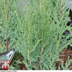 Juniperus Scopulorum 'Blue Arrow' -Perfect Greenery JUNI T66303 C