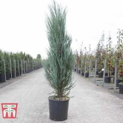Juniperus Scopulorum 'Blue Arrow' -Perfect Greenery JUNI T66303 D