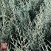 Juniperus Scopulorum 'Moonglow' -Perfect Greenery JUNI T66304 A