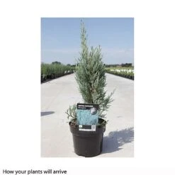 Juniperus Scopulorum 'Moonglow' -Perfect Greenery JUNI T66304 B h