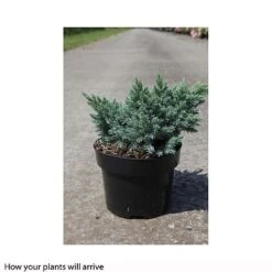 Juniperus Squamata 'Blue Star' 5 Juniperus Squamata 'Blue Star' -Perfect Greenery JUNI T66307 A h