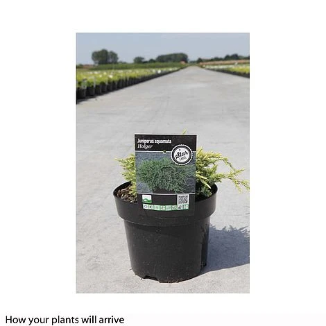 Juniperus Squamata 'Holger' 4 Juniperus Squamata 'Holger' - Image 2