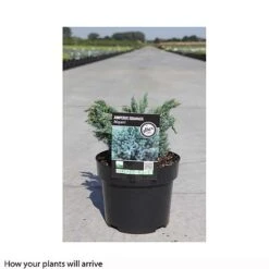Juniperus Squamata 'Meyeri' -Perfect Greenery JUNI T66313 B h
