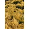 Juniperus Horizontalis 'Limeglow' -Perfect Greenery JUNI T68093 A h