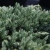 Juniperus Squamata 'Blue Spider' -Perfect Greenery JUNI T74076 A h