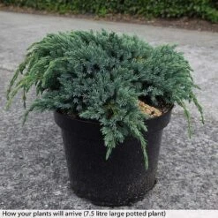 Juniperus Squamata 'Blue Spider' -Perfect Greenery JUNI T74076 B h