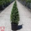 Juniperus Communis 'Pyramidalis' -Perfect Greenery JUNI TKA3202 A