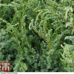 Juniperus Chinensis 'Blue Alps' 7 Juniperus Chinensis 'Blue Alps' -Perfect Greenery JUNIBLUE T28608 A1