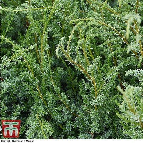 Juniperus Chinensis 'Blue Alps' 5 Juniperus Chinensis 'Blue Alps' - Image 3