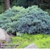 Juniperus Squamata 'Blue Compact' -Perfect Greenery JUNI BLUECOMPA L30382