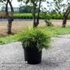 Juniperus Pfitzeriana 'Gold Star' -Perfect Greenery JUNI GOLDSTAR S45846