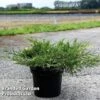 Juniperus Pfitzeriana 'White Splash' 2 Juniperus Pfitzeriana 'White Splash' -Perfect Greenery JUNI WHITESPLA S45847