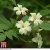 Jasminum Officinale 'Clotted Cream' -Perfect Greenery Jasmine20Clotted20Cream
