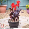 Canna 'Tropicanna Black' -Perfect Greenery KA8515 CANN 1