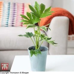 Fatsia Japonica 'Spiders Web' 14 Fatsia Japonica 'Spiders Web' -Perfect Greenery KB0814 FATS 1