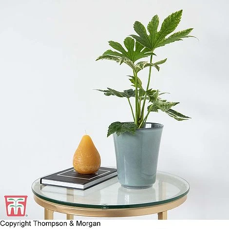 Fatsia Japonica 'Spiders Web' 12 Fatsia Japonica 'Spiders Web' - Image 10