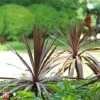Cordyline 'Red Star' -Perfect Greenery KB3925 CORD 1