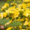 Kerria Japonica 'Golden Guinea' -Perfect Greenery KERR T58202 A