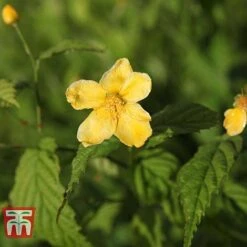 Kerria Japonica 'Golden Guinea' -Perfect Greenery KERR T58202 B