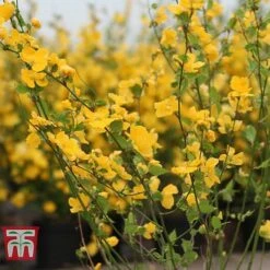 Kerria Japonica 'Golden Guinea' -Perfect Greenery KERR T58202 C