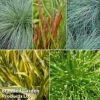 Colourful Ornamental Grass Collection -Perfect Greenery KF1788