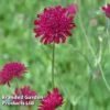 Knautia Macedonica Red Knight -Perfect Greenery KNAU REDKNIGHT 64294
