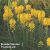 Kniphofia Popsicle Banana -Perfect Greenery KNIF BANANAPOP S08748